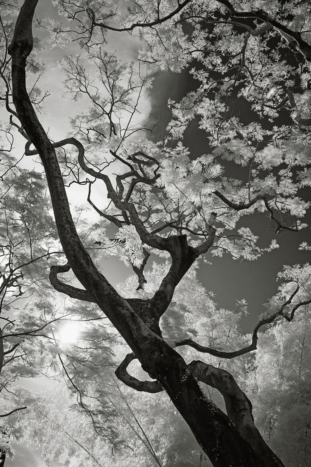 Backlit Infrared Flame Tree in the Hong Kong Zoological and Botanical Gardens.